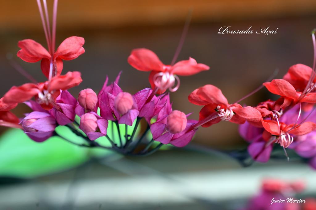 Pousada Acai ปาราตี ภายนอก รูปภาพ